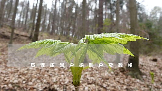 石家庄黑户逾期户贷款吗 石家庄黑户逾期户贷款吗
