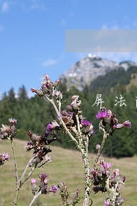 石屏法院审理王瑜 石屏法院审理王瑜
