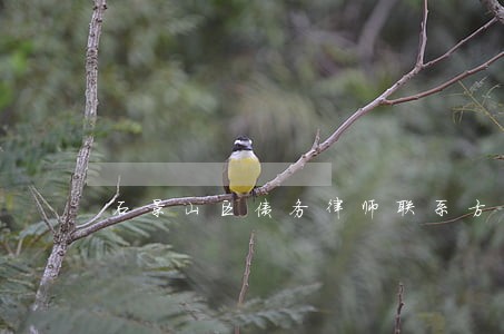 石景山区债务律师联系方式 石景山区债务律师联系方式