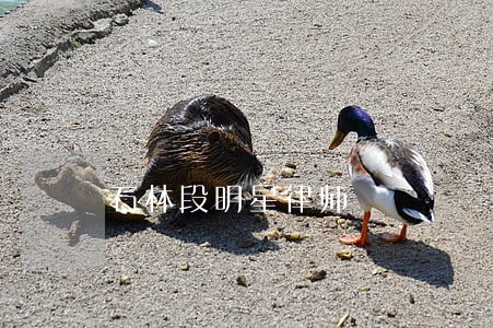 石林段明星律师