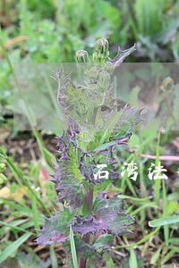石湾法律咨询委托费用 石湾法律咨询委托费用