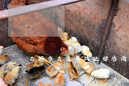 石狮市交通事故法律咨询热线 石狮市交通事故法律咨询热线