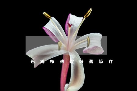 石狮市法院叶青简介 石狮市法院叶青简介