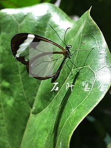 石阡县金融证券法律咨询热线