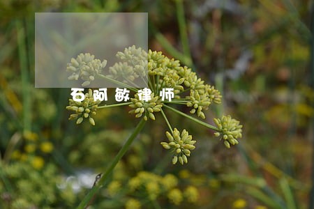 石阿敏律师 石阿敏律师