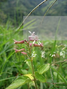 石首公司债务纠纷律师 石首公司债务纠纷律师