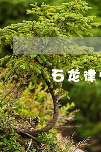 石龙律师咨询律师 石龙律师咨询律师
