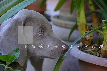 石龙镇土地赔偿纠纷处理律师 石龙镇土地赔偿纠纷处理律师