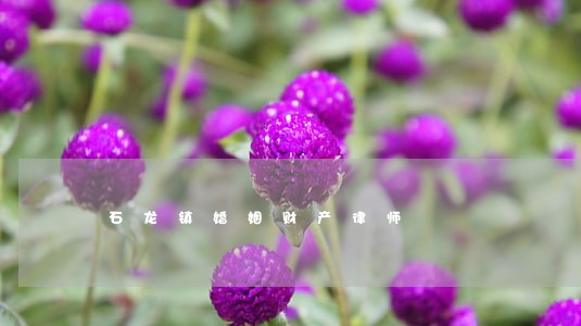 石龙镇婚姻财产律师 石龙镇婚姻财产律师