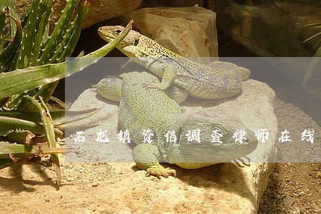 石龙镇资信调查律师在线免费咨询 石龙镇资信调查律师在线免费咨询