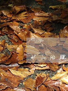 矿山治理费用逾期不缴纳的 矿山治理费用逾期不缴纳的