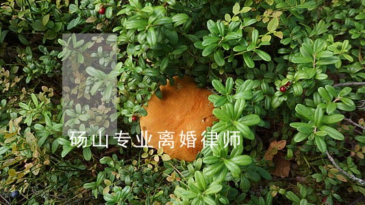 砀山专业离婚律师 砀山专业离婚律师