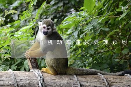 砀山机动车违法处理预约电话 砀山机动车违法处理预约电话