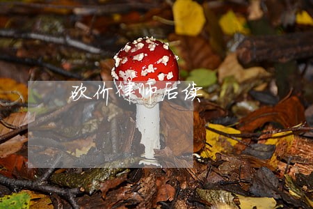 砍价律师后续 砍价律师后续
