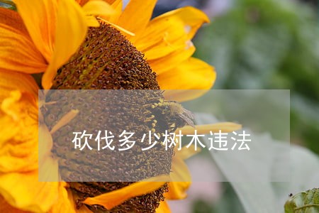 砍伐多少树木违法 砍伐多少树木违法