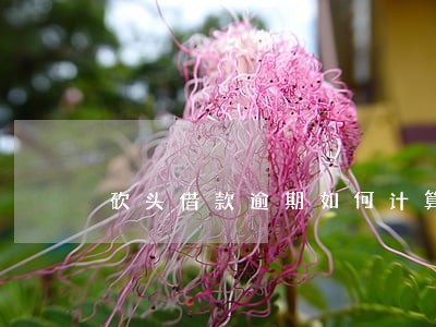 砍头借款逾期如何计算利息 砍头借款逾期如何计算利息
