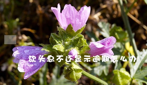 砍头息不还显示逾期怎么办 砍头息不还显示逾期怎么办