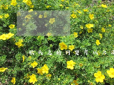 砍头息的网贷可以只还本金吗 砍头息的网贷可以只还本金吗