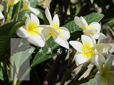 砍头息高炮小贷逾期 砍头息高炮小贷逾期