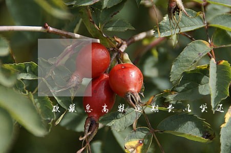 砍头息高额逾期费以贷还贷 砍头息高额逾期费以贷还贷