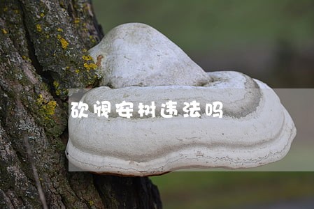 砍阀安树违法吗 砍阀安树违法吗