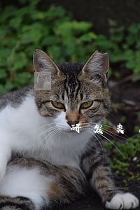 研发支出分项目核算法规