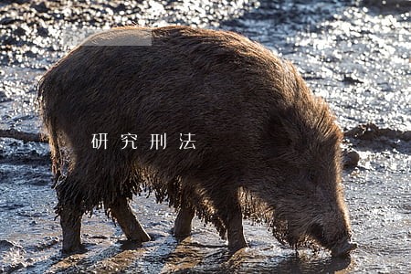 研究刑法