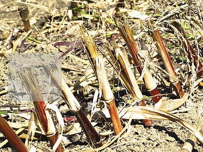 砚山县公司解散律师在线免费咨询 砚山县公司解散律师在线免费咨询