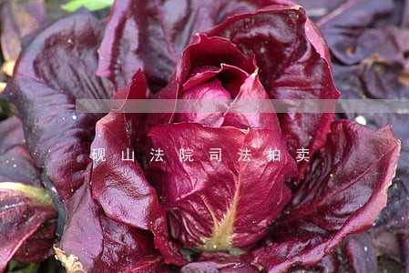 砚山法院司法拍卖 砚山法院司法拍卖