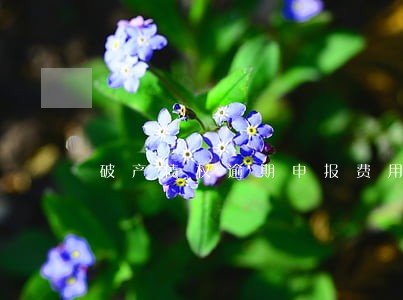 破产债权逾期申报费用 破产债权逾期申报费用