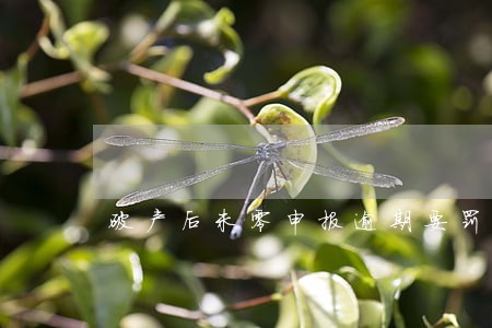 破产后未零申报逾期要罚款吗 破产后未零申报逾期要罚款吗