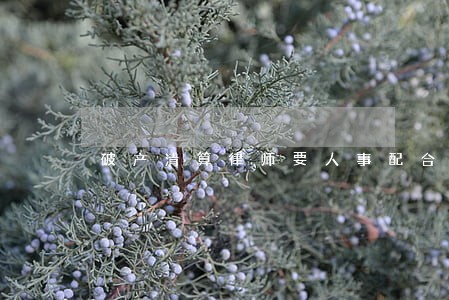破产清算律师要人事配合 破产清算律师要人事配合