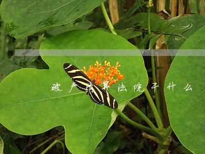 破产清算法院干什么 破产清算法院干什么