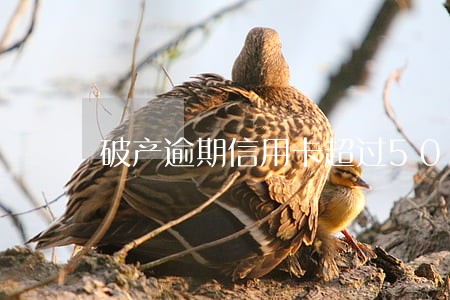 破产逾期信用卡超过50万 破产逾期信用卡超过50万