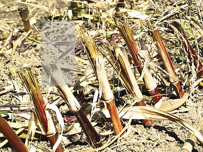破产逾期申报债权 破产逾期申报债权