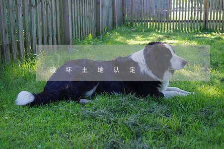 破坏土地认定