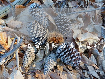破坏消防栓是违法行为吗 破坏消防栓是违法行为吗