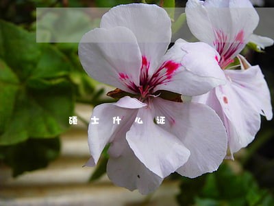 硕士什么证 硕士什么证