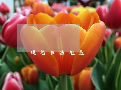 硬笔书法规范 硬笔书法规范