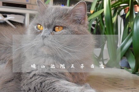 确山法院王芳当选 确山法院王芳当选