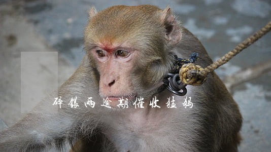碎银两逾期催收猛犸 碎银两逾期催收猛犸