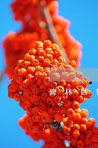碑林区婚姻律师哪个好 碑林区婚姻律师哪个好