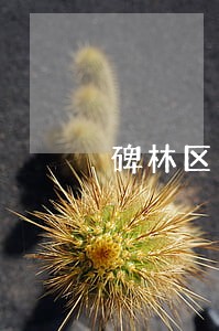 碑林区找房产法律顾问 碑林区找房产法律顾问