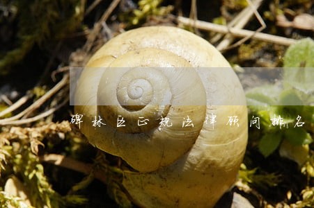 碑林区正规法律顾问排名 碑林区正规法律顾问排名
