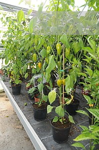 碑林法院宗法官 碑林法院宗法官