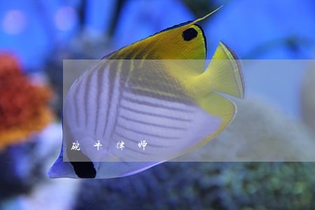 碗平律师 碗平律师