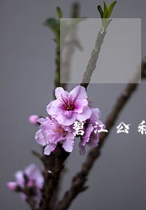 碧江公积金逾期怎么办 碧江公积金逾期怎么办