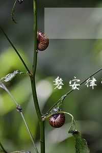 磐安律师事务所哪家好 磐安律师事务所哪家好