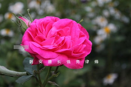 磐安擅长债务律师 磐安擅长债务律师