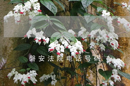 磐安法院电话号码 磐安法院电话号码